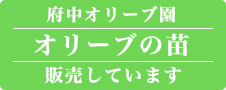 府中オリーブ園 オリーブの種販売しています